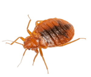 Bed-Bug-1