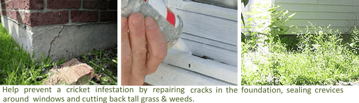 CRICKETS_protection