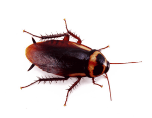 Cockroach-1