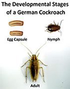 GERMAN_COCKROACHES_life