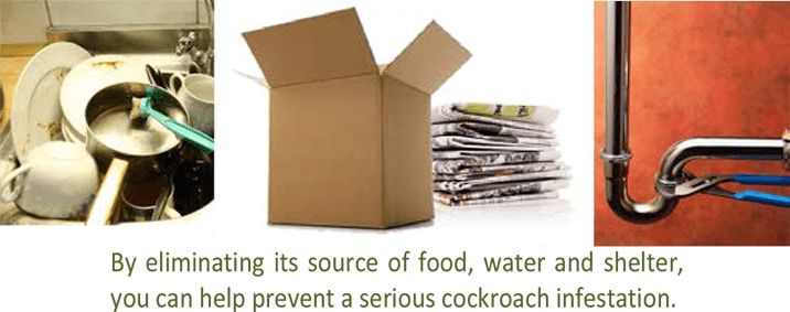 GERMAN_COCKROACHES_prevention