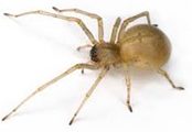 Which Spider Species Do Pest Control Professionals Manage Within Homes Most Frequently