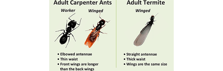 adult carpenter ants