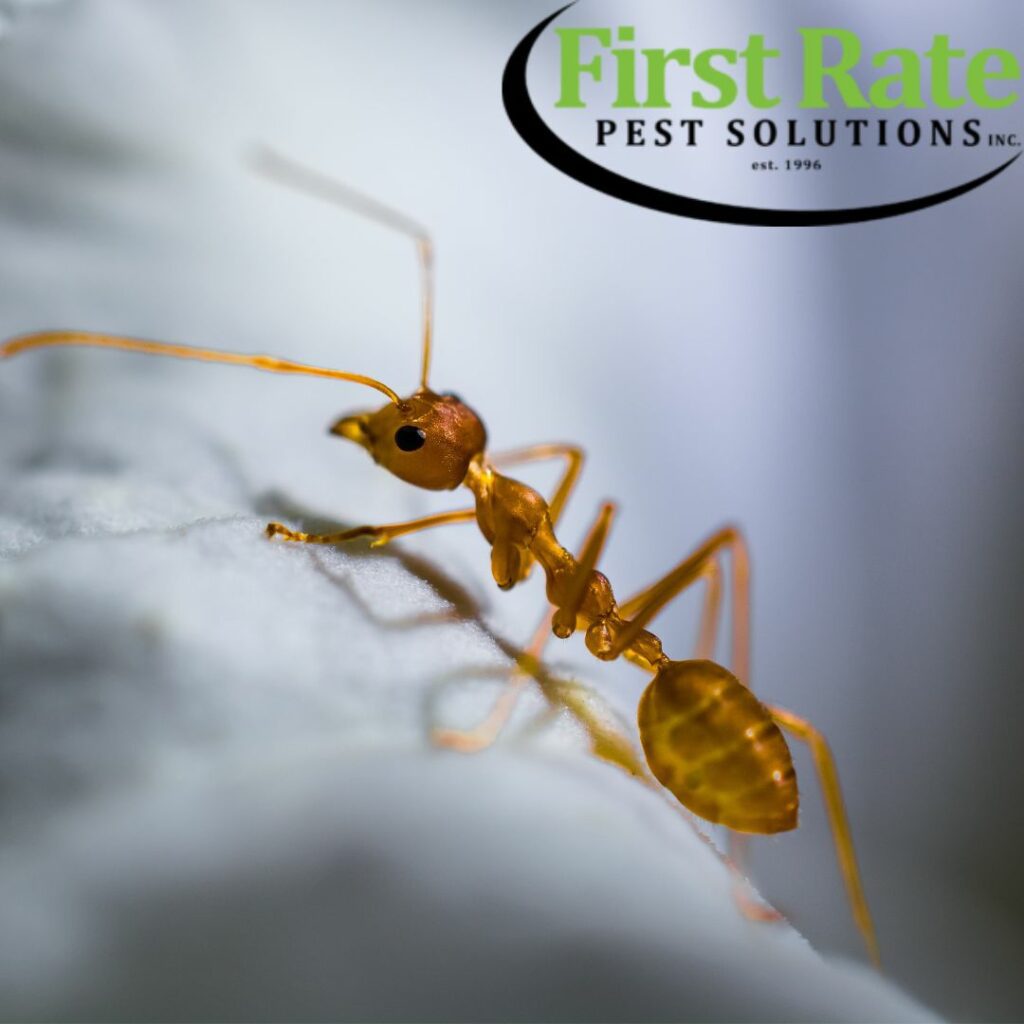 How to Keep Ants Outside with First Rate Pest Solutions
