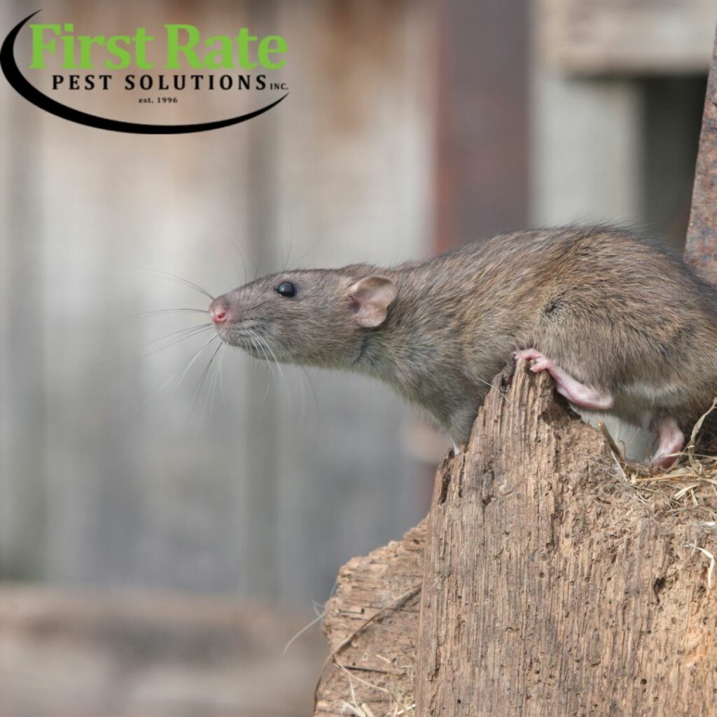 Rats present more than just an annoyance