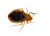 bed_bugs_customer-2