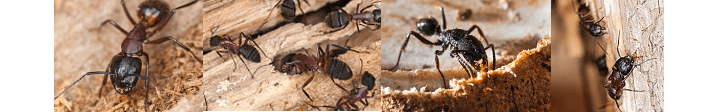 carpenter_ant_tunnels