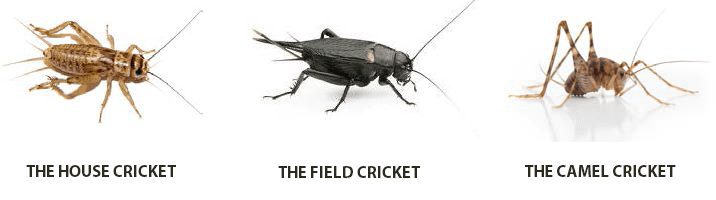 cricket_info cricket_info