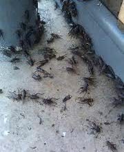 crickets_damage