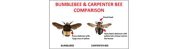 pest fee images