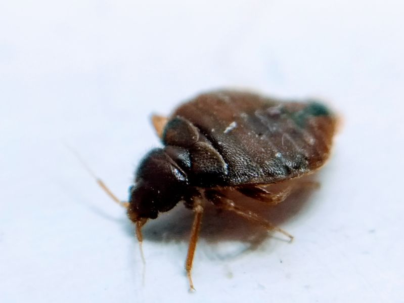 This guide is written for those people that want to travel smart and take precautions to avoid bed bugs while traveling. It contains some of the best tips and tricks for avoiding bed bugs during travel so that you don’t bring them home with you as an unwelcome souvenir.