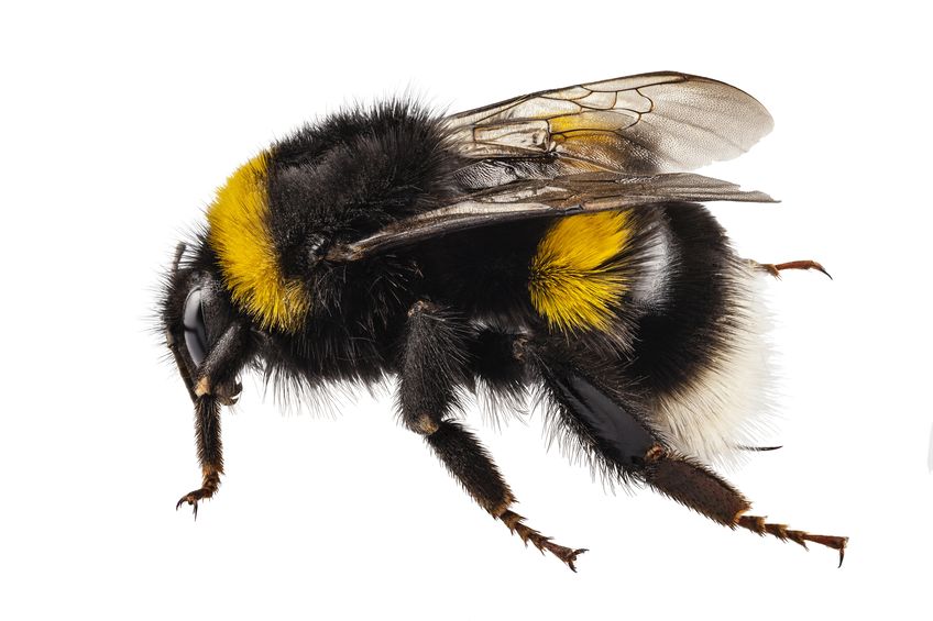 pestfree bumblebee