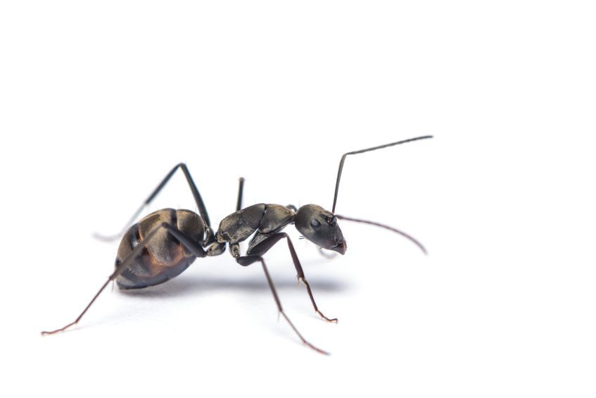 A close up shot of carpenter ant isolated on white background.