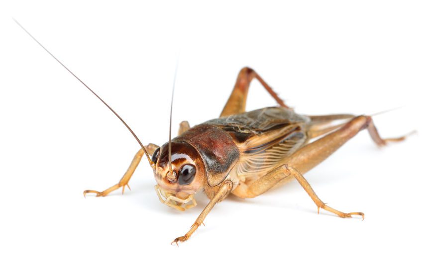 Field Cricket on white background