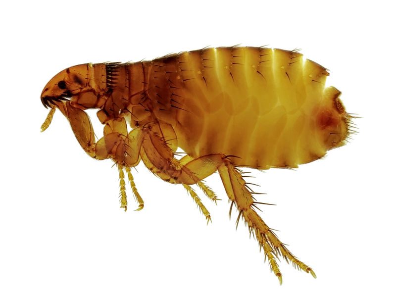 Board Certified Entomologist to provide training for New York company  NEW YORK — First Rate Solutions, a family-owned pest management company servicing the New York metropolitan area, has contracted Lou Sorkin to provide ongoing training for its staff.