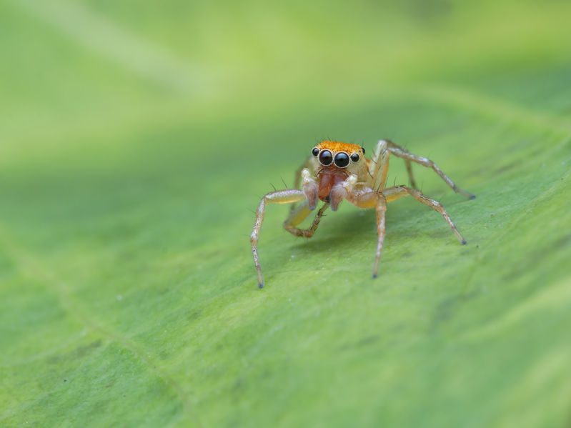 What You Need To Know About Spiders