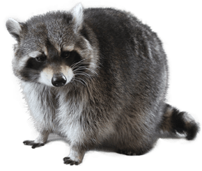 raccoon