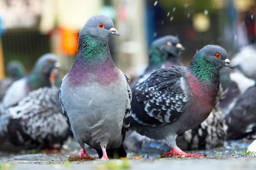 group of pigeons foraging in the street in berlin